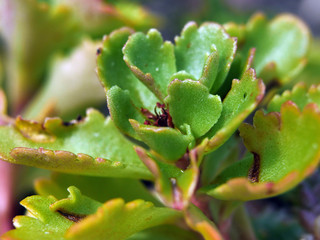 Nahaufnahmen Blüten und Insekten