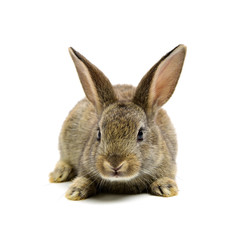 rabbit on a white background 