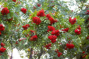 Hanging red bunch of ripe mountain ash. Orange Rowan hanging from the Bush.