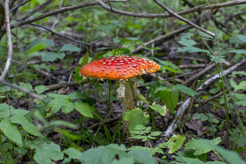 Environmental-friendly wood. The green nature of the forest and growing mushrooms.