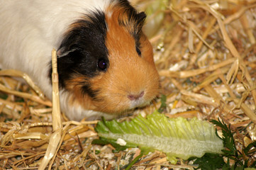 Meerschweinchen im Stroh als Haustier