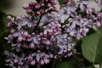 purple lilac flowers background