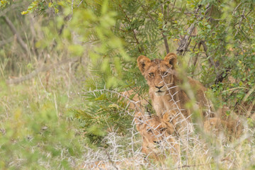 African Wild Curiosity 