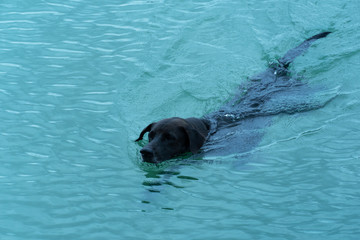 black Labrador dog animal swimming in blue summer nature lake