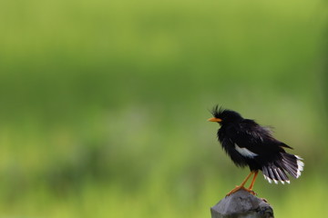 Bird on the post