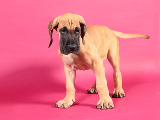 Great Dane puppy