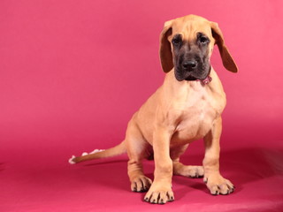 Great Dane puppy