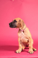 Obraz premium Great Dane puppy