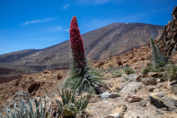 Teide Nationalpark auf Teneriffa