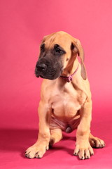 Great Dane puppy