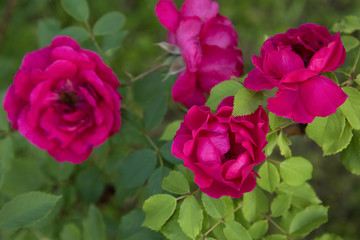 Beautiful pink climbing roses in spring in the garden