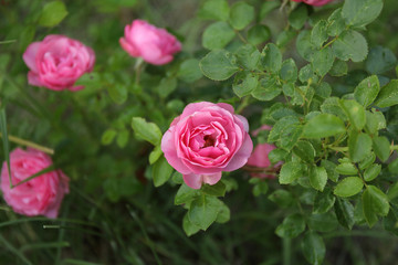 English pink roses bush in the garden