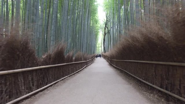 Bambusswald in Kyoto - Arashiyama