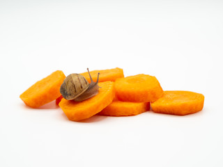 land snail isolated crawling over sliced carrots on white background