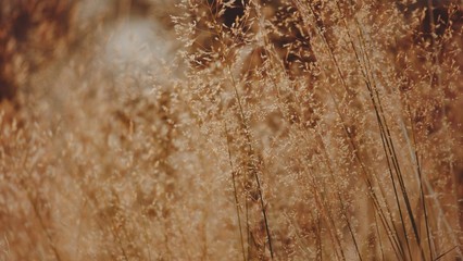 Gras im Herbst