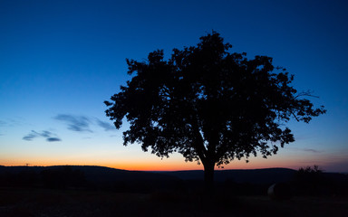 Fototapeta na wymiar Baumkontur im Abendrot Streuobst Obstbaum Sonnenuntergang im LK Esslingen