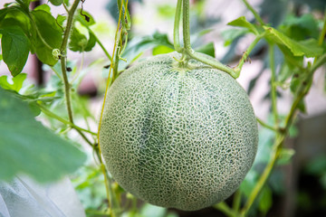 Organic melon farm in garden home for agriculture concept