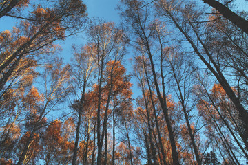 Trees in autumn