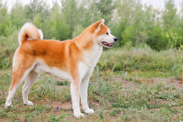 Male purebred Japanese dog Akita inu, walk in the nature