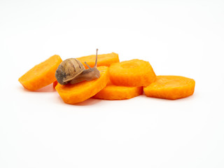 land snail isolated crawling over sliced carrots on white background