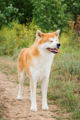 Naklejka na ściany i meble Male purebred Japanese dog Akita inu, walk in the nature