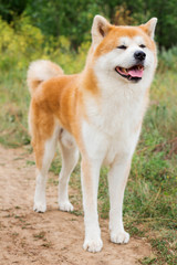 Male purebred Japanese dog Akita inu, walk in the nature