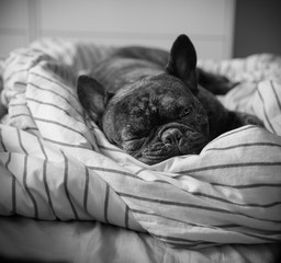 hund 2