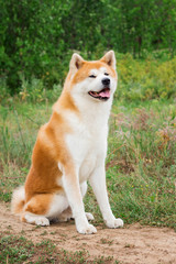 Male purebred Japanese dog Akita inu, walk in the nature