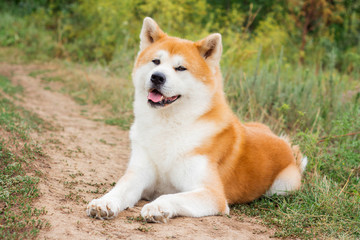 Male purebred Japanese dog Akita inu, walk in the nature