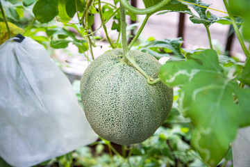 Organic melon farm in garden home for agriculture concept