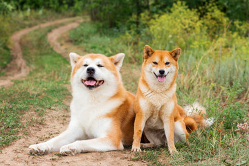 Two Japanese dogs: Akita inu and Shiba inu