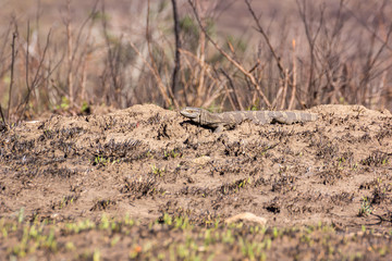 Rock monitor (Varanus albigularis) in South Africa