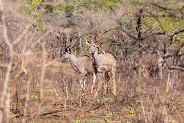 Greater kudu (Tragelaphus strepsiceros)