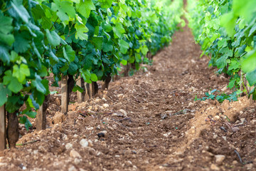 Closeup panoramic shot rows summer vineyard scenic landscape, plantation, beautiful wine grape...