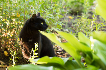 Beautiful bombay black cat in profile with yellow eyes and attentive look in green grass in nature