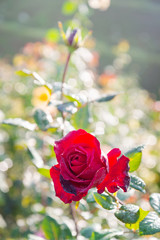 Fototapeta na wymiar Red rose with dew drop in the garden