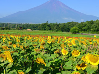 Mt.Fuji and Sunflower field Flower capital park