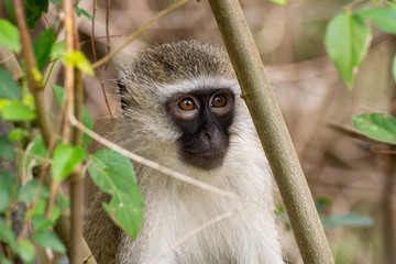 Vervet Monkey (Chlorocebus aethiops), taken in South Africa