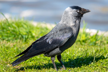Western jackdaw
