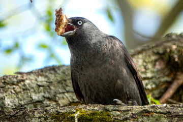 Western jackdaw