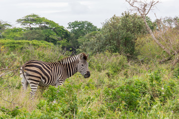 Zebra (Equus quagga), taken in South Africa