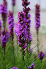 Obraz premium kwiaty ogrodowe, fioletowy kwiat, violet flower blossom
