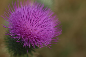 oset, kwiaty polne © Martyna