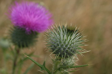 oset, kwiaty polne © Martyna