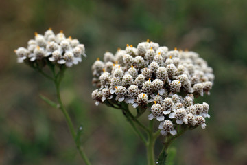 krwawnik pospolity, kwiaty polne, common yarrow, field flowers © Martyna