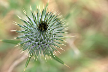 oset, kwiaty polne © Martyna