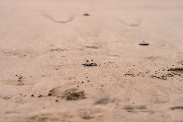 Olive Ridley Sea Turtle (Lepidochelys olivacea) in Mexico, being released as part of conservation project