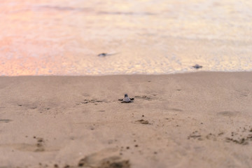 Olive Ridley Sea Turtle (Lepidochelys olivacea) in Mexico, being released as part of conservation project