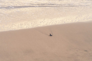 Olive Ridley Sea Turtle (Lepidochelys olivacea) in Mexico, being released as part of conservation project