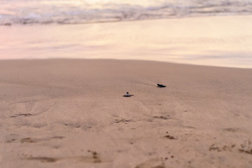 Olive Ridley Sea Turtle (Lepidochelys olivacea) in Mexico, being released as part of conservation project
